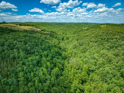 Searcy County Land With Views, Creek, Game  & Cabin For Sale - image 14
