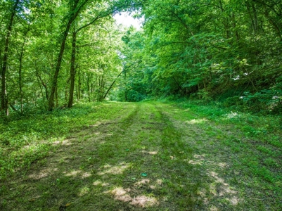 Searcy County Land With Views, Creek, Game  & Cabin For Sale - image 9