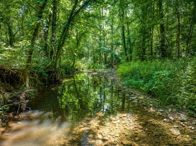 Searcy County Land With Views, Creek, Game  & Cabin For Sale - image 3