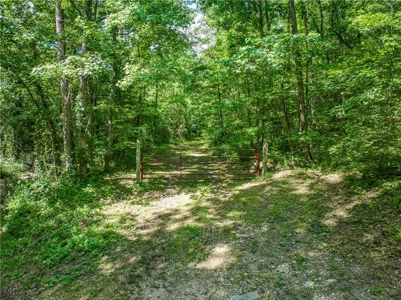 Searcy County Land With Views, Creek, Game  & Cabin For Sale - image 10