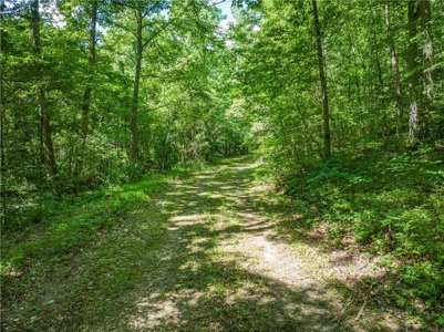 Searcy County Land With Views, Creek, Game  & Cabin For Sale - image 5