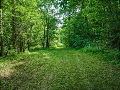 Searcy County Land With Views, Creek, Game  & Cabin For Sale - image 1