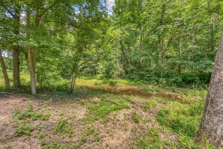 Searcy County Land With Views, Creek, Game  & Cabin For Sale - image 15