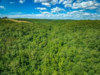 Searcy County Land With Views, Creek, Game  & Cabin For Sale - image 28