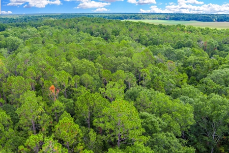 Hamilton County Land For Sale !! - image 12