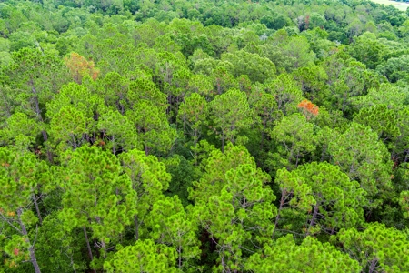 Hamilton County Land For Sale !! - image 10