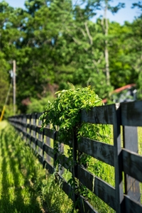15.5 Acres of Natural Beauty at 5843 Bending Chestnut - image 23