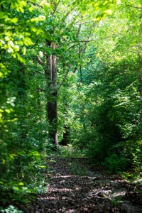 15.5 Acres of Natural Beauty at 5843 Bending Chestnut - image 26