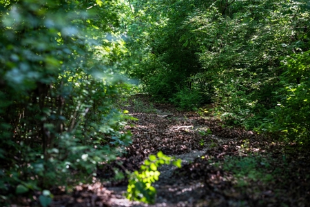 15.5 Acres of Natural Beauty at 5843 Bending Chestnut - image 25