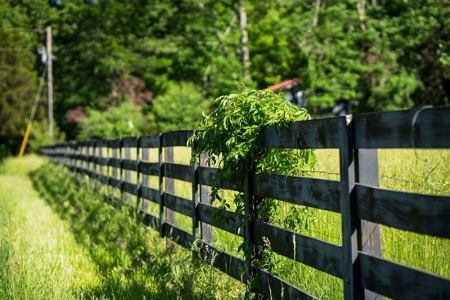 15.5 Acres of Natural Beauty at 5843 Bending Chestnut - image 22