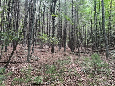 Wooded Land with Pond for Sale in Floyd VA - image 24