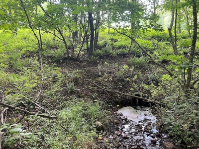Wooded Land with Pond for Sale in Floyd VA - image 22