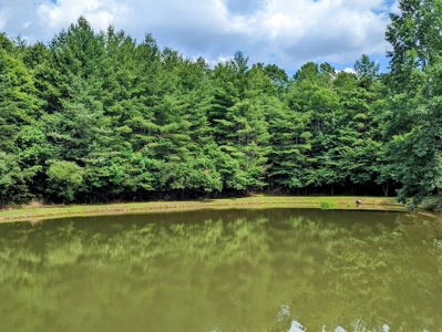 Wooded Land with Pond for Sale in Floyd VA - image 2