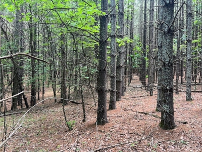 Wooded Land with Pond for Sale in Floyd VA - image 25