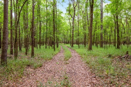 Suwannee River Acreage - Riverfront Property! Old Town, Fl! - image 9
