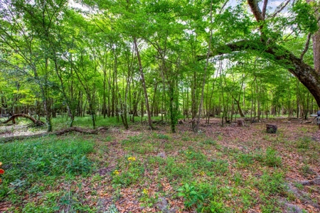 Suwannee River Acreage - Riverfront Property! Old Town, Fl! - image 5