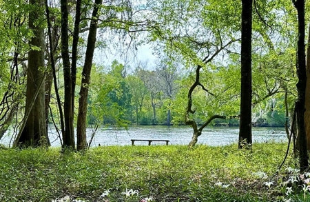 Suwannee River Acreage - Riverfront Property! Old Town, Fl! - image 17