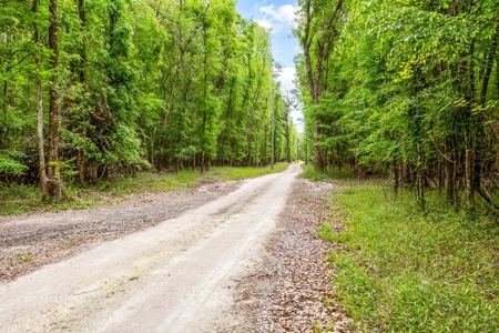 Suwannee River Acreage - Riverfront Property! Old Town, Fl! - image 4