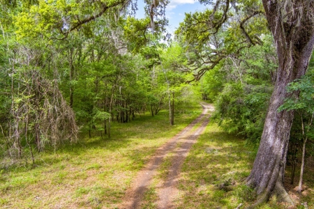 Suwannee River Acreage - Riverfront Property! Old Town, Fl! - image 8