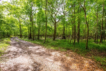 Suwannee River Acreage - Riverfront Property! Old Town, Fl! - image 7