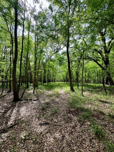 Suwannee River Acreage - Riverfront Property! Old Town, Fl! - image 12