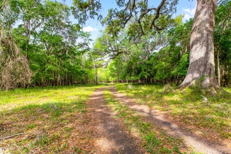 Suwannee River Acreage - Riverfront Property! Old Town, Fl! - image 6