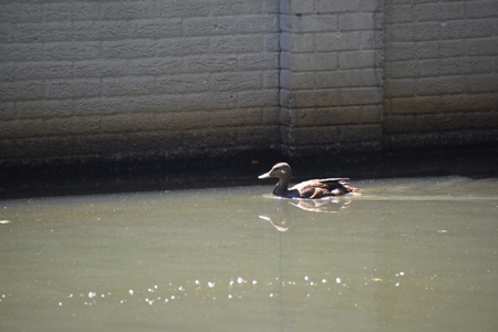 Level Subdivision Building Lot Near Blue Oval City Tennessee - image 6