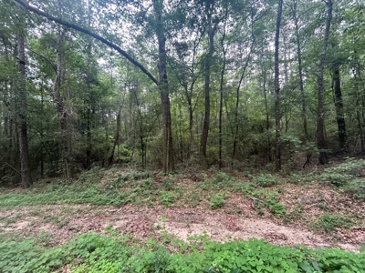 5 Acre Homesite for Sale Covington Co. Ms - image 4