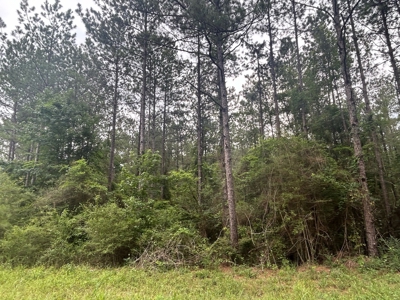 5 Acre Homesite for Sale Covington Co. Ms - image 6