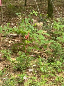 5 Acre Homesite for Sale Covington Co. Ms - image 9