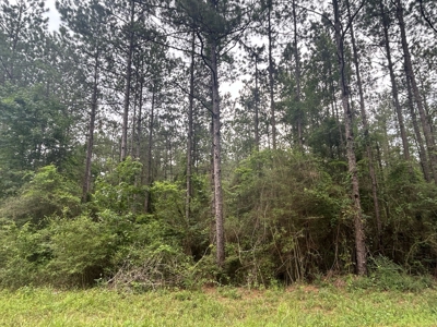 5 Acre Homesite for Sale Covington Co. Ms - image 7
