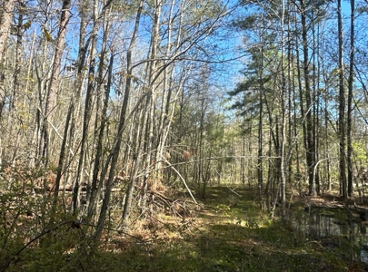 Hardwood/Pine Timberland W/ Creek near Hampton, AR for Sale - image 6
