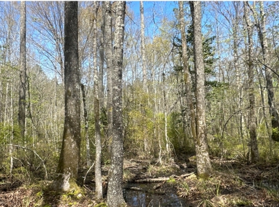Hardwood/Pine Timberland W/ Creek near Hampton, AR for Sale - image 11