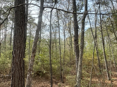 Hardwood/Pine Timberland W/ Creek near Hampton, AR for Sale - image 7