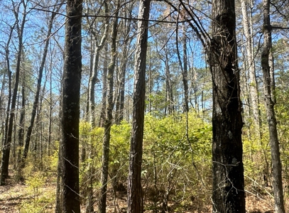 Hardwood/Pine Timberland W/ Creek near Hampton, AR for Sale - image 3