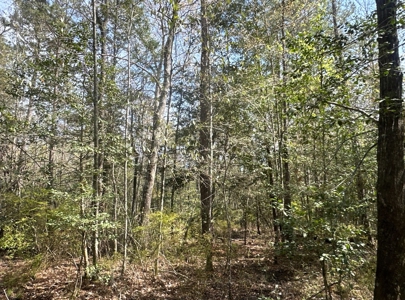 Hardwood/Pine Timberland W/ Creek near Hampton, AR for Sale - image 10