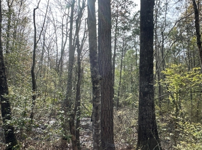 Hardwood/Pine Timberland W/ Creek near Hampton, AR for Sale - image 8