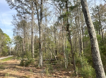 Hardwood/Pine Timberland W/ Creek near Hampton, AR for Sale - image 5