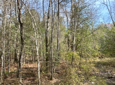 Hardwood/Pine Timberland W/ Creek near Hampton, AR for Sale - image 9