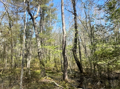 Hardwood/Pine Timberland W/ Creek near Hampton, AR for Sale - image 12