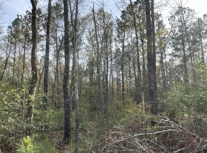Hardwood/Pine Timberland W/ Creek near Hampton, AR for Sale - image 4