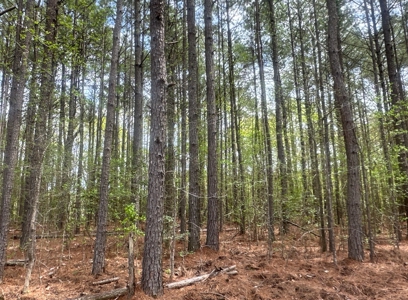 Old Field Pine Land W/ Pond W/ County RD near Hampton, AR - image 2