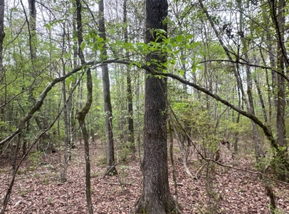 Old Field Pine Land W/ Pond W/ County RD near Hampton, AR - image 21