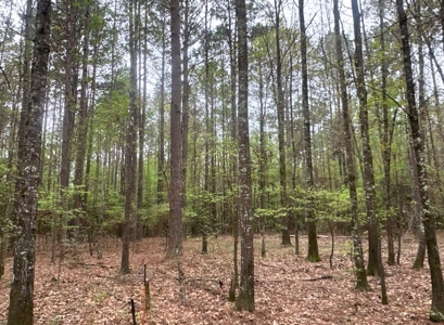 Old Field Pine Land W/ Pond W/ County RD near Hampton, AR - image 14