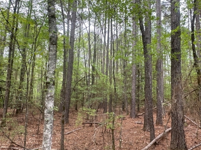 Old Field Pine Land W/ Pond W/ County RD near Hampton, AR - image 13