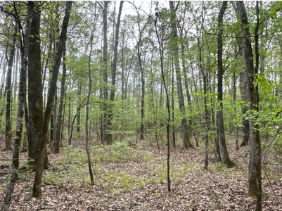 Old Field Pine Land W/ Pond W/ County RD near Hampton, AR - image 20