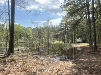 Old Field Pine Land W/ Pond W/ County RD near Hampton, AR - image 3