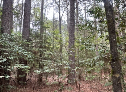 Old Field Pine Land W/ Pond W/ County RD near Hampton, AR - image 15