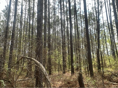 Old Field Pine Land W/ Pond W/ County RD near Hampton, AR - image 5