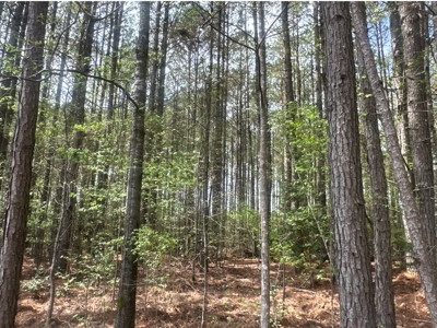 Old Field Pine Land W/ Pond W/ County RD near Hampton, AR - image 4